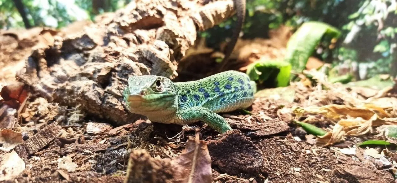 Фото пресс-службы Тульского областного зооэкзотариума