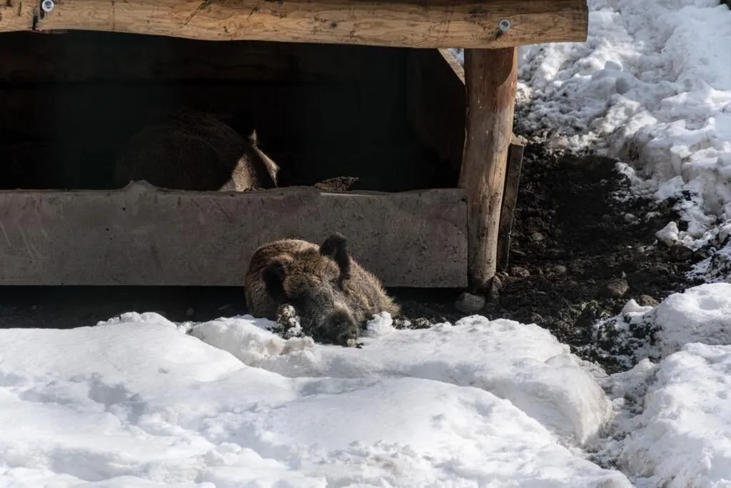 Животным Кавказского заповедника увеличили пайку из-за морозов 