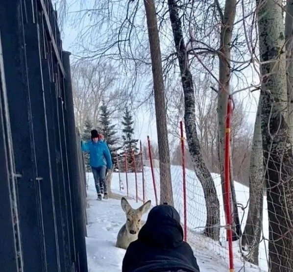 Раненую косулю спасли в Новосибирске