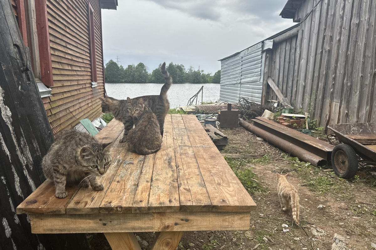 Коты в Ивангороде. © "Интерфакс"