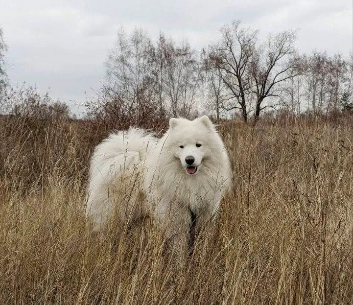 Подцепить клеща собака может и на прогулке в лесу, и у дома в городе. Фото