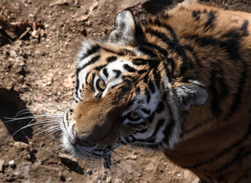 Один из самых крупных тигров - амурский. Фото