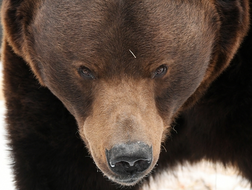В мире насчитывается около 200 тыс. бурых медведей, больше половины из них живут на территории России. Фото