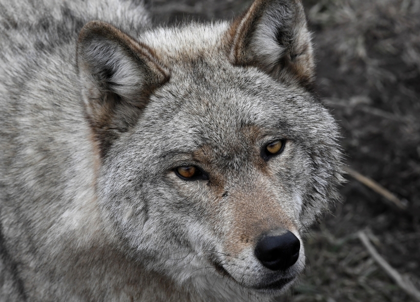 Волки различают 200 млн запахов и слышат на 16 км. Фото