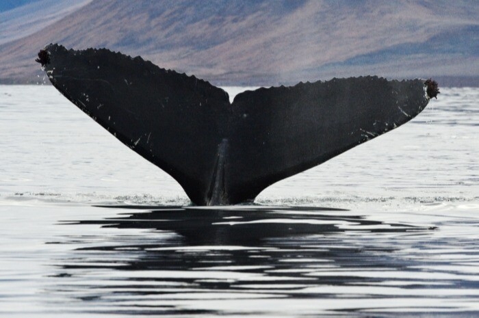 В российских водах можно встретить белуху, косатку, кашалота, горбатого кита. Фото