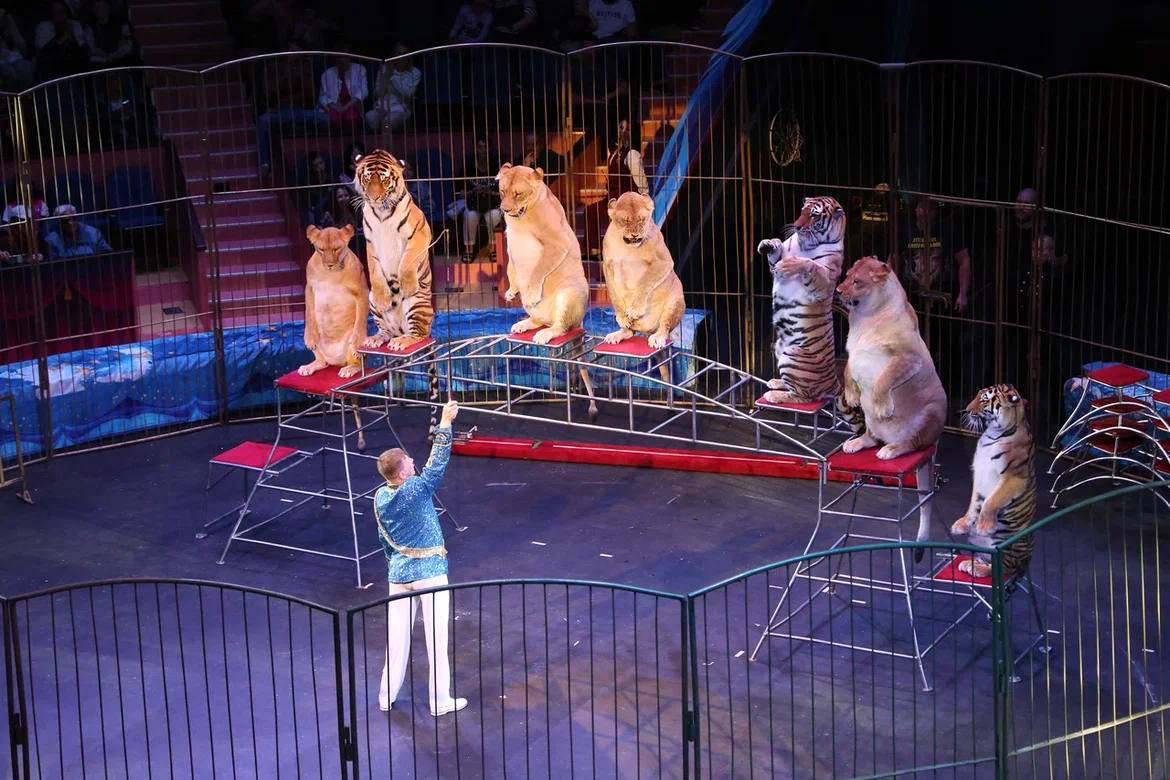 Фестиваль инклюзивного детского циркового искусства прошел в Сочи