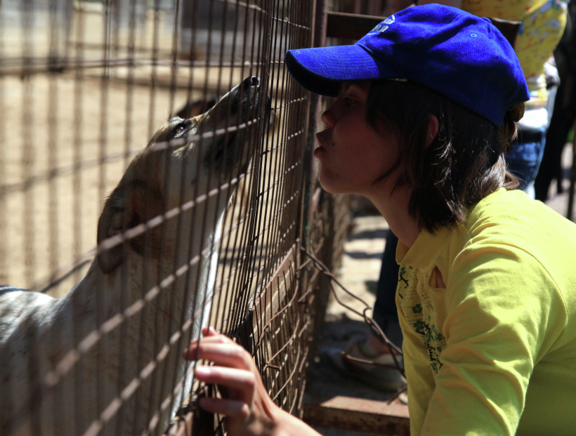 На летних каникулах школьник может помочь в приюте для животных. Фото