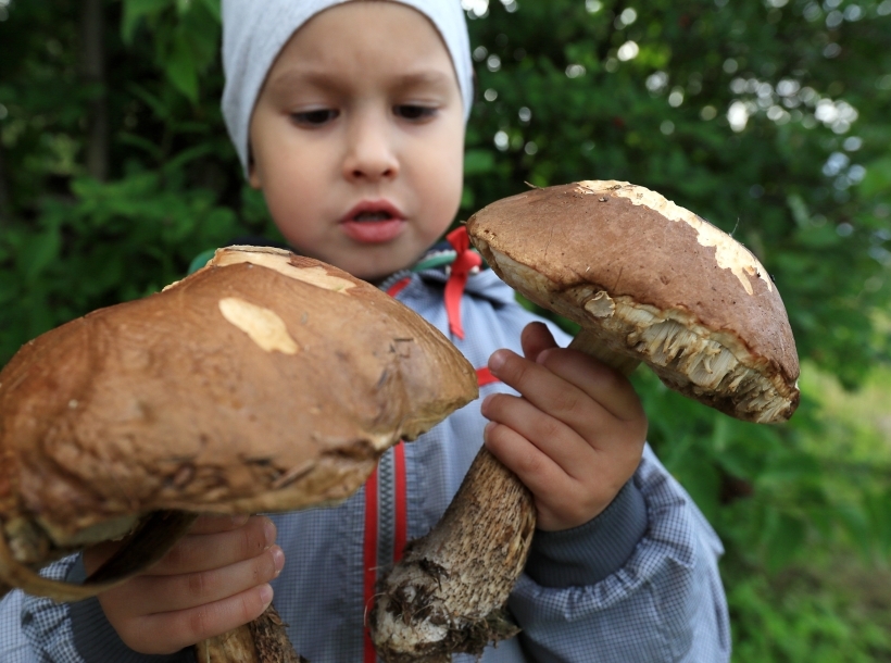 Грибы содержат большое количество белка. Фото