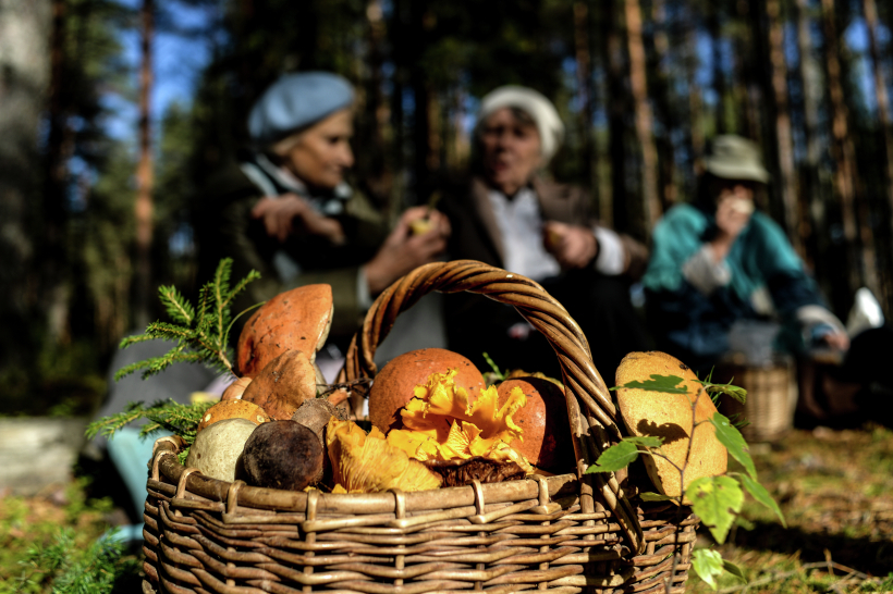 Складывать грибы лучше в плетеные корзины, а не пакеты. Фото