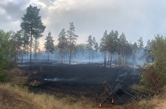 Площадь, пройденная огнем, в самарском нацпарке "Бузулукский бор" достигла 700 га