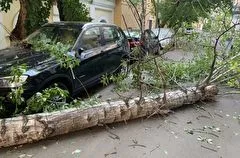 Ветер повалил в Петербурге полтысячи деревьев, пал вековой клен у Русского музея