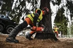 Незаконные вырубки леса с ущербом на 180 млн рублей выявлены в Приморье