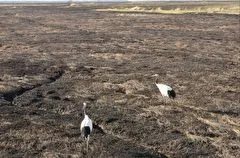 Гнезда птиц и кормовую базу уничтожил природный пожар в заказнике в Приамурье