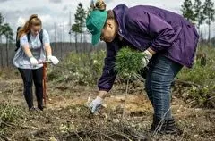 Саженцы на площади 40 тыс. га высадили в Иркутской области с начала сезона восстановления лесов