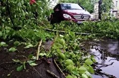 Около 70 деревьев повалено в Москве из-за непогоды, повреждено более полусотни автомобилей