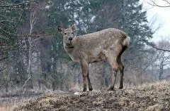 Учет косули в ходе массовой миграции в Приамурье показал стабильность популяции