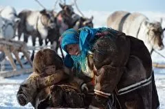 Новые льготы для местных оленеводов ввели на Камчатке