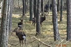 На Куршской косе специально пошумели и подсчитали диких животных