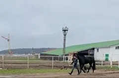 Первая конноспортивная школа откроется в сентябре в Железноводске