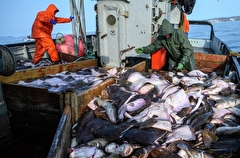Правительство РФ в ближайшие 3 года направит около 1 млрд руб. на поддержку рыбаков Чёрного и Азовского морей