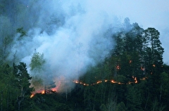 Площадь лесных пожаров в Свердловской области за сутки выросла в 16 раз