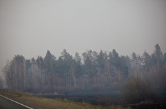 МЧС РФ: в 14 регионах РФ зафиксировано более 160 природных пожаров