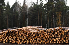 Красноярскую компанию подозревают в контрабанде леса почти на 5 млн рублей