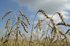 Росстат: запасы зерна в сельхозорганизациях РФ на 1 июня снизились на 14,1%, почти до 12 млн тонн