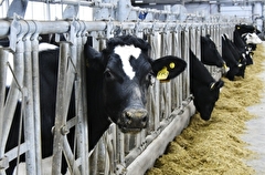 Тверская область в 2024г направит 650 млн руб на поддержку молочного животноводства