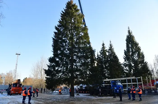 Главную новогоднюю елку страны нашли в Можайском округе