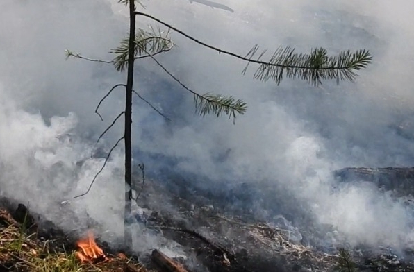 Более 90 тыс. га леса горит в Якутии