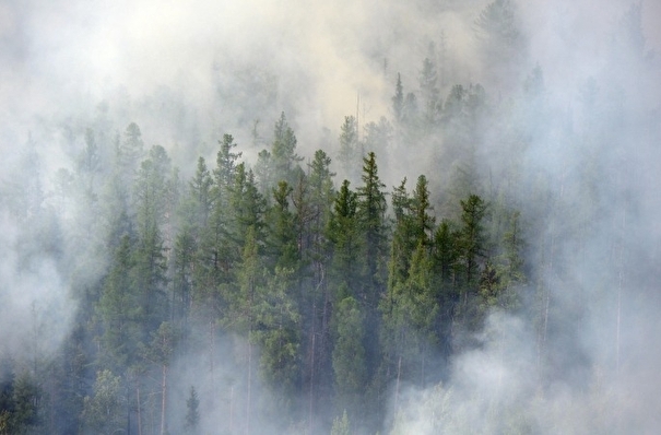 Ущерб от лесных пожаров на Урале в 2020 году превысил 3,5 млрд рублей