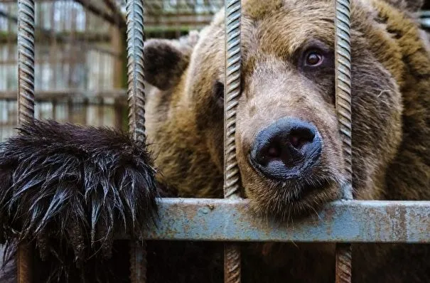 Напугавшего жителей Нижневартовска медведя усыпили и вернули в его вольер