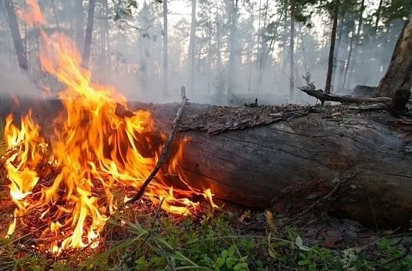 В России полыхает более 200 лесных пожаров на площади более 800 тыс. га