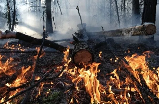 Природный пожар на площади около 50 га тушат под Саратовом