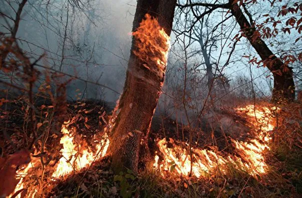 140 человек эвакуировали из санатория в Марий Эл из-за лесного пожара