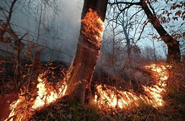 Лесной пожар в Марий Эл угрожает двум поселкам - МЧС