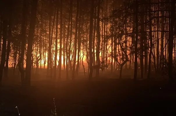 Площадь активного горения в нацпарке "Бузулукский бор" за ночь увеличилась до 100 га