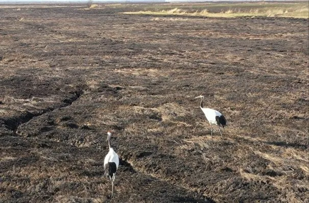 Гнезда птиц и кормовую базу уничтожил природный пожар в заказнике в Приамурье