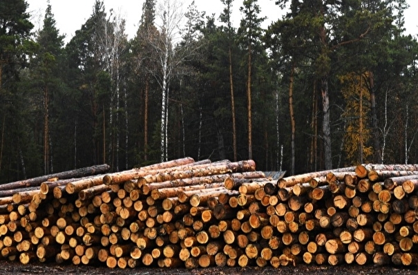 Директора красноярской компании осудили за контрабанду древесины на 230 млн рублей