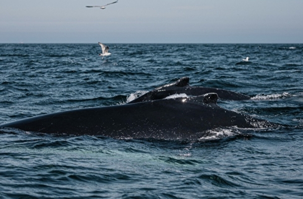 Мурманская область создаст Центр защиты китов