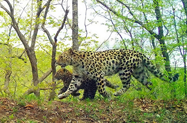Дальневосточные леопарды заселяют территорию у границы КНДР