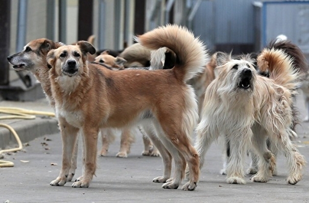 Дело о мошенничестве при отлове бездомных собак возбуждено на Камчатке