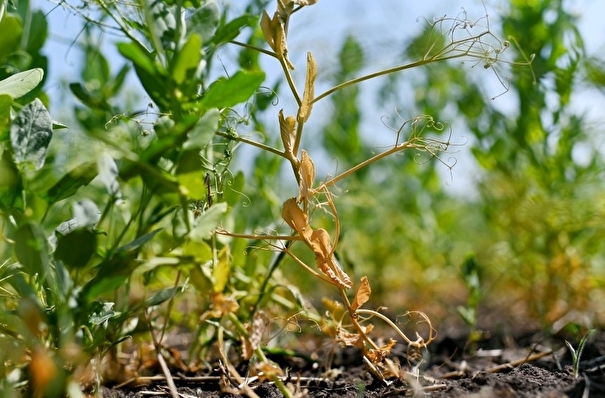 Засуха на юге европейской части РФ представляет угрозу для пропашных сельхозкультур - Гидрометцентр