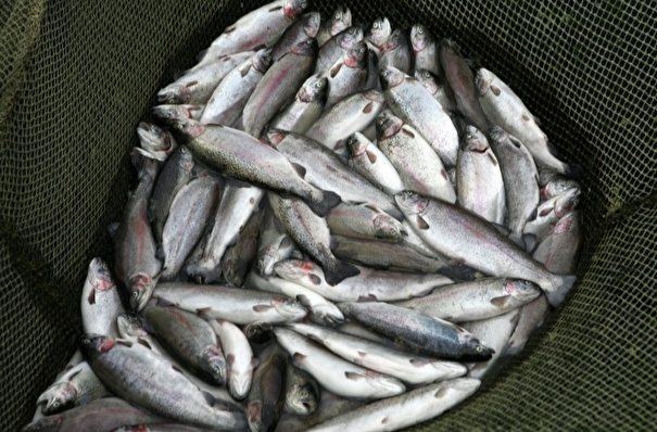 Массовая гибель рыбы отмечена в одном из прудов Удмуртии