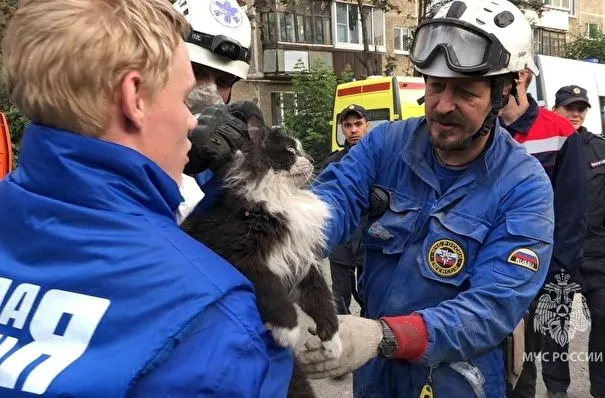 Живого кота достали спасатели из-под завалов в Нижнем Тагиле