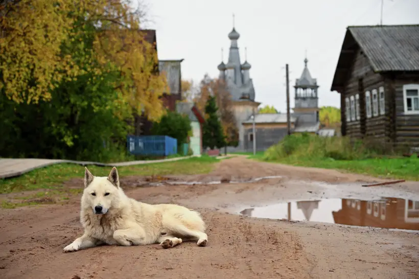 Фото. Существовала примета - если утром 1 ноября во двор забежала собака светлого окраса, то у хозяев дома появятся новые добрые друзья