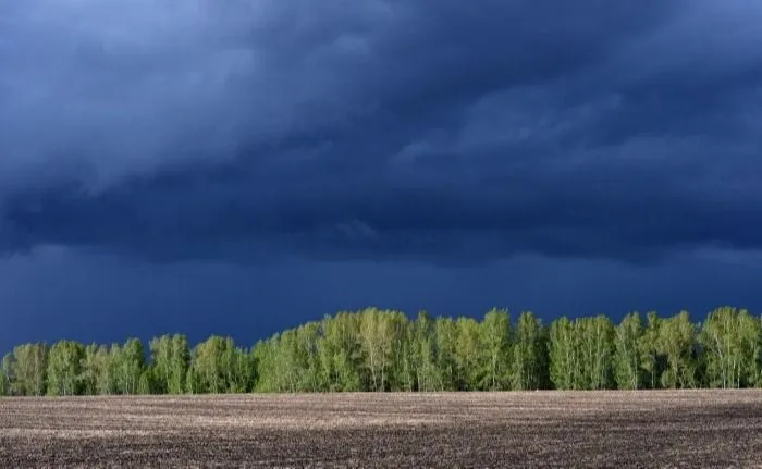 Режим ЧС снят в лесах Красноярского края