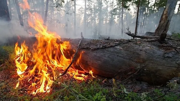 В ХМАО охвачено пожарами более 14 тыс. га леса