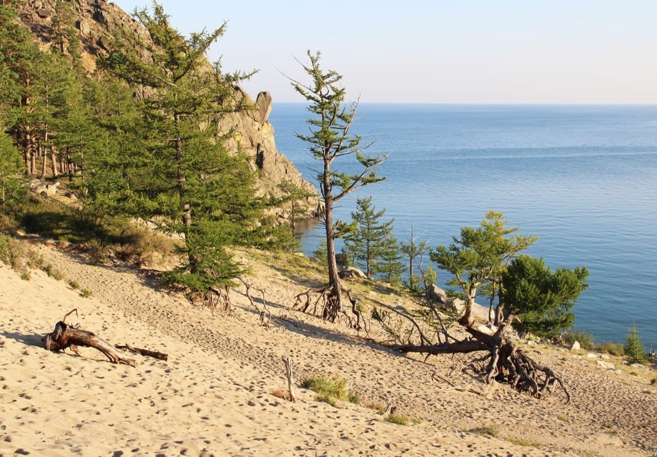 Туристов просят не приближаться к ходульным деревьям на берегу Байкала ради их сохранения